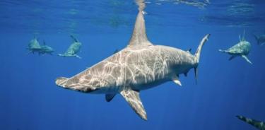 Los tiburones martillo festoneados contienen la respiración para mantener el cuerpo caliente durante las inmersiones profundas en aguas frías donde cazan presas como los calamares de aguas profundas.