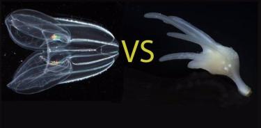 Los científicos han debatido durante mucho tiempo si las medusas peine (izquierda) o las esponjas (derecha) son el grupo hermano de todos los demás animales.