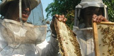 La apicultura es una actividad que en México tiene una profunda raíz histórica, previa a la etapa de desarrollo industrial.
