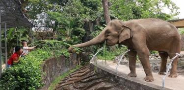 Elefante del zoológico.

Expertos en comportamiento animal de la Universidad Nottingham Trent y la Universidad Harper Adams han determinado que los elefantes disfrutan particularmente con los visitantes de los zoológicos.

POLITICA INVESTIGACIÓN Y TECNOLOGÍA
PXFUEL