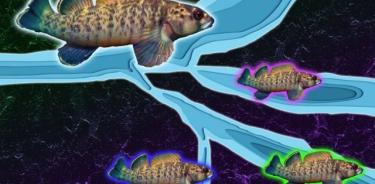 Un estudio del MIT sobre el pez dardo de aleta verde de agua dulce sugiere que la erosión de los ríos puede ser un factor impulsor de la biodiversidad en regiones 
tectónicamente inactivas.