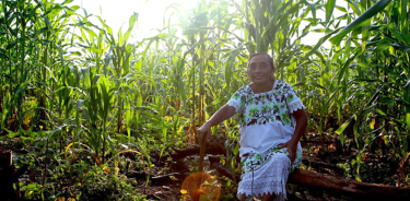 1: Durante más de 3 mil años, la milpa maya ha mostrado su capacidad de generar alimentos y mantener la integridad de los ecosistemas colindantes.