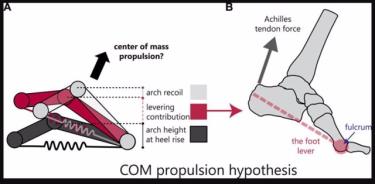 (A) La hipótesis de propulsión del centro de masa (COM) sugiere que tanto el retroceso del arco como la capacidad de palanca del pie pueden elevar el COM. (B) Las palancas de pie alrededor de la articulación metatarsofalángica del punto de apoyo.