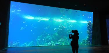 Las salas de exhibición del acuario siguen un orden secuencial desde las costas y arrecifes hasta las profundidades del mar