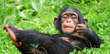 Se secuenció el genoma de más de 800 individuos de 233 especies de primates de todo el mundo.