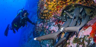 Expediciones científicas a las Islas Revillagigedo han demostrado que son refugio y guardería de especies marinas que habitan profundidades medias y cerca de la superficie.