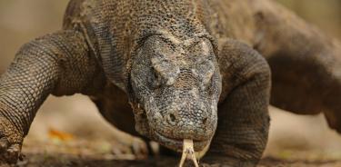 El dragón de komodo, el mayor lagarto del mundo.