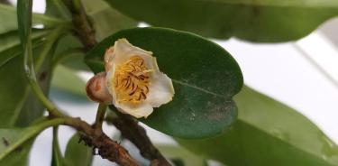Flor de tila o trompillo (Ternstroemia sylvatica).