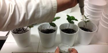 Inoculación de una cepa de hongos solubilizador de fósforo en plantulas de café.