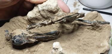 Fotografía cedida por el Museo Paleontológico Fray Manuel de Torres de un fósil de un pájaro carpintero prehistórico.