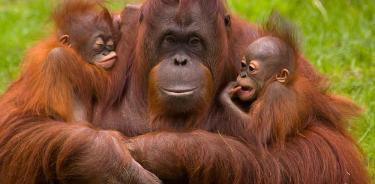 Orangutanes.