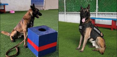 Dos pastores belgas se incorporan a la Unidad Canina