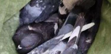 Cuatro palomas fueron rescatadas del comercio ilegal que pretendía realizar un sujeto tras atraparlas en la vía pública.