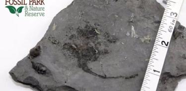 Fósil carpoide encontrado en Penn Dixie, abril de 2023. Dos corales cuerno están presentes a la izquierda.