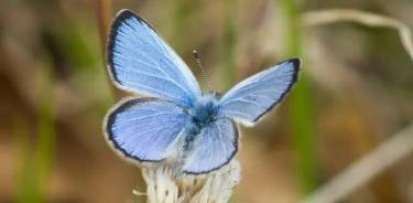 La mariposa Xerces Blue (Glaucopsyche xerces) era originaria de las dunas costeras de San Francisco (EU).