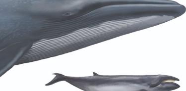 La ballena barbada más pequeña, Caperea marginata, comparada con la más grande: la ballena azul, Balaenoptera musculus.