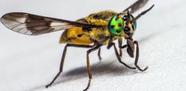 Una nueva investigación muestra que la capacidad de un insecto para encontrar comida y una pareja se reduce cuando sus antenas están contaminadas con partículas.