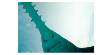 El tiburón sierra es llamativo porque su cabeza se puede comparar con una gran espada rodeada de dientes en ambos lados