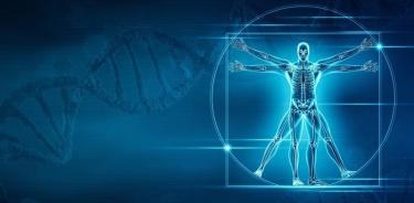 Un nuevo estudio ha identificado los genes que dan forma a nuestros esqueletos.