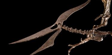El fósil del pteranodonte.