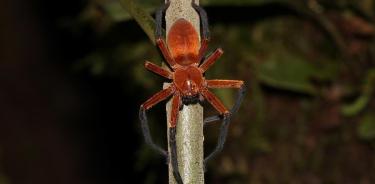 La araña cangrejo gigante, recién descubierta en el Parque Nacional Yasuní (Ecuador).