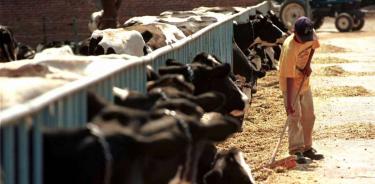 Al menos 25% de los productores de Jalisco se han retirado del ramo; promesas federales incumplidas y la baratura de la leche en polvo de EU, la causa