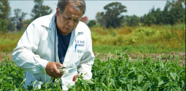 El doctor Sánchez Millán ha realizado diferentes estudios para mejoramiento de cultivos mexicanos como el cempasúchitl y la chía.