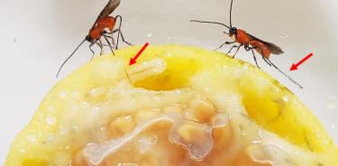 Adultos de parasitoide hembra de la especie Doryctobracon crawfordi (Viereck) (Hymenoptera: Braconidae), atacando larvas de Moscas de la Fruta