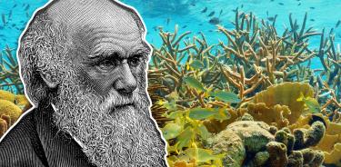 Charles Darwin caracterizó a los corales. Hoy, un equipo de científicos de la UNAM propone nuevos criterios.