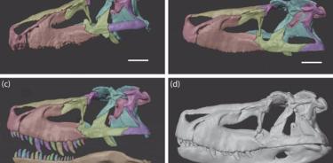 Recreación del cráneo de Saurosuchus.