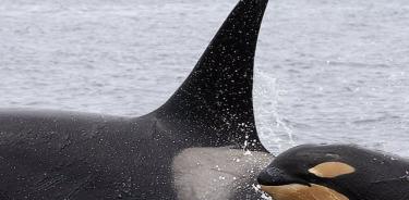 Cría de orca nadando junto a un adulto.