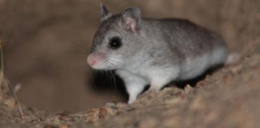 Un ratón chapulinero (Onychomys torridus) emergiendo de su madriguera.