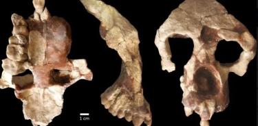 Nuevo fósil en Turquía apoya que los homínidos se originaron en Europa.