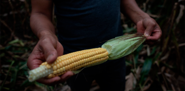 México emitió un decreto presidencial que prohíbe el uso de maíz transgénico en tortillas.