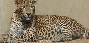 Leopardo de Arabia.