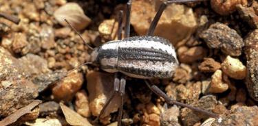 Escarabajo del Namib.