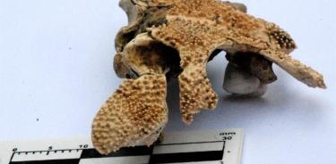 El cráneo fosilizado de un anfibio depredador prehistórico, hallado por expertos del Museo Paleontológico de San Pedro, de la provincia de Buenos Aires