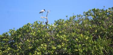 Así inicia un día en el Parque Nacional Lagunas de Chacahua con una cigüeña (Mycteria americana) sobre el espléndido mangle.