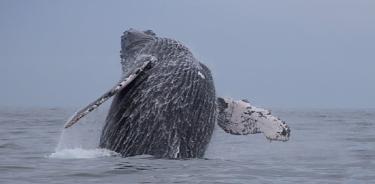 Las ballenas jorobadas (Megaptera novaeangliae) realizan la conducta de “breaching” para comunicarse en sitios con elevado ruido ambiental. Bahía de Banderas, Nayarit.