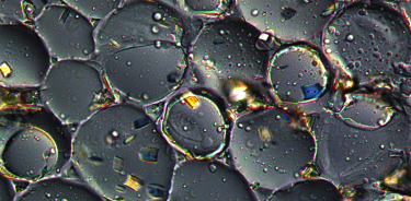 Cristales de oxalate de calcio en Piper auritum (hierba santa). Técnica impresión en barniz y DIC.