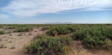 Panorámica de las dunas de mezquite al sur de Ciudad Juárez. Cada montículo está formado por la copa de un árbol parcialmente enterrado por la arena desplazada por el viento.  .