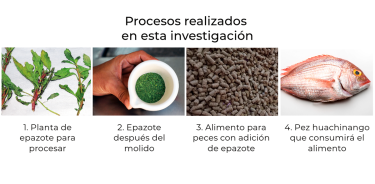 Procesos realizados en esta investigación.