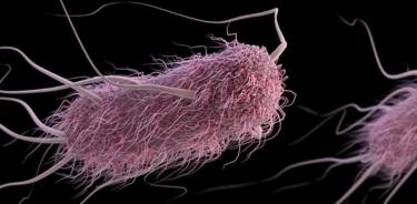 Una  imagen de la bacteria E. coli.