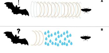 Efectos de la humedad relativa sobre los pulsos de ecolocación. A) Los pulsos trabajan de manera correcta debido a la baja humedad en el entorno. B) Los pulsos se atenúan debido a la alta humedad en el ambiente, ocasionando problemas para localizar presas u orientarse en el entorno.
