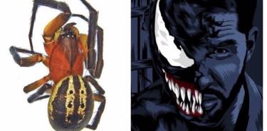 Venomius tomhardyi fotografiado junto a una ilustración del personaje de Venom de Tom Hardy.