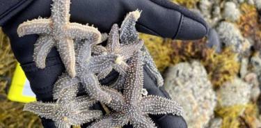 Utilizando datos genómicos, los investigadores han descubierto que dos especies de estrellas de mar del Atlántico norte se están cruzando.