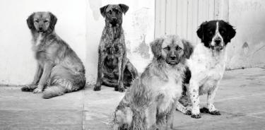 Grupo de perros sin hogar.