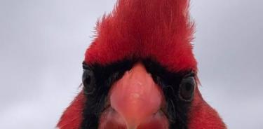 Pájaros cantores, incluido el cardenal norteño (en la foto), que viven todo el año en el centro urbano de San Antonio, Texas, tenían ojos aproximadamente un 5% más pequeños que los miembros de la misma especie de las afueras menos luminosas