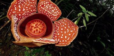 Rafflesia.