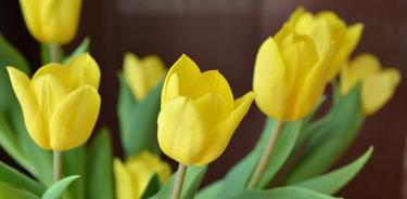 Flores amarillas para este 21 de septiembre